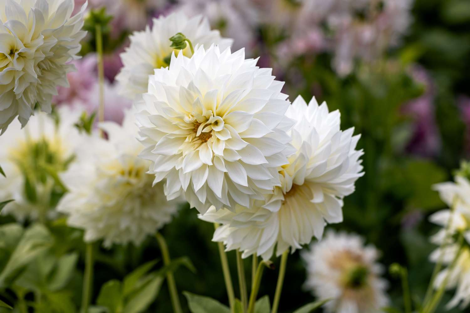 Dahlia 'Café au Lait Suprême'